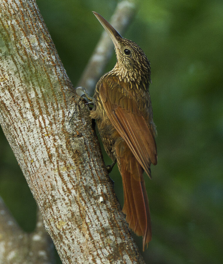 Ivory-billed Woodcreeper
