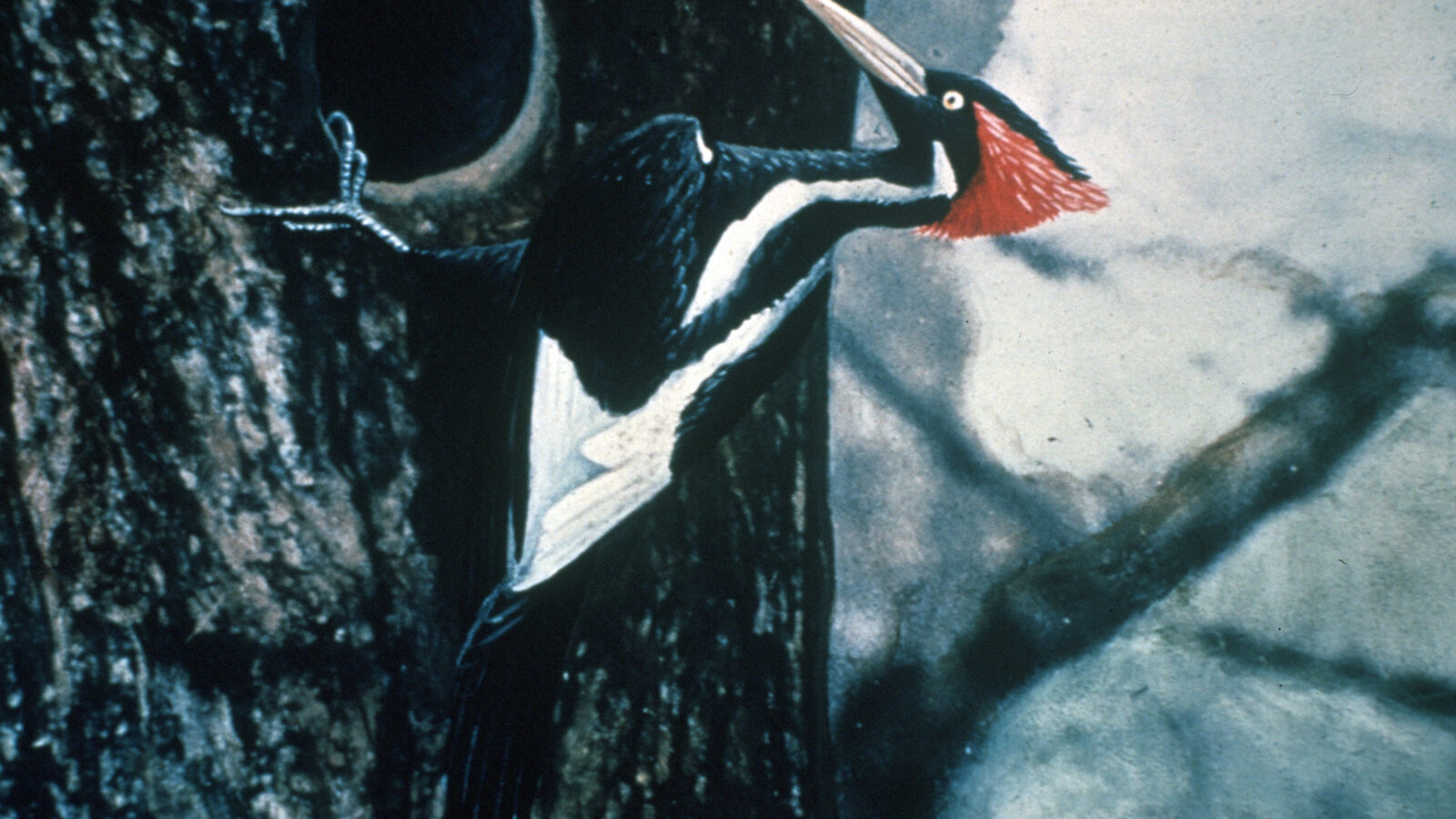 Ivory-billed Woodpecker