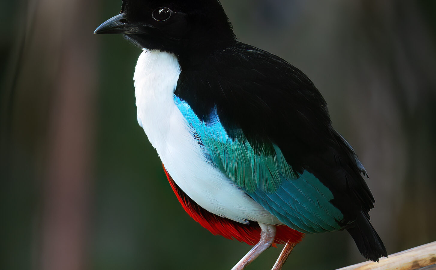Ivory-breasted Pitta
