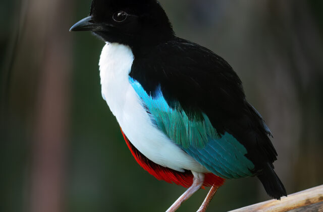 Ivory-breasted Pitta