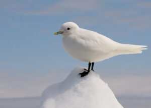 Ivory Gull