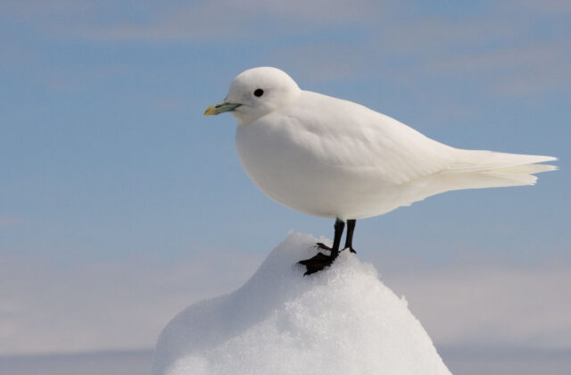 Ivory Gull