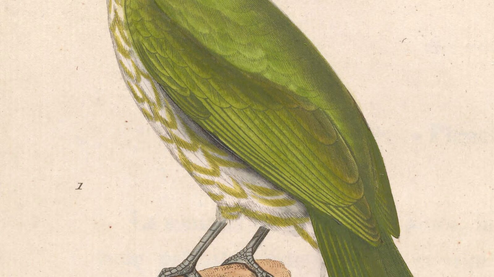 Javan Bulbul