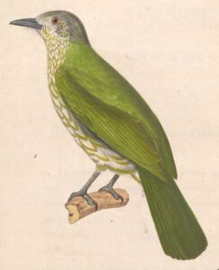 Javan Bulbul