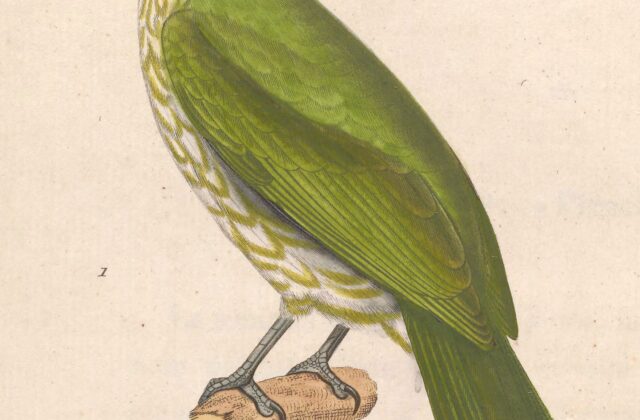 Javan Bulbul