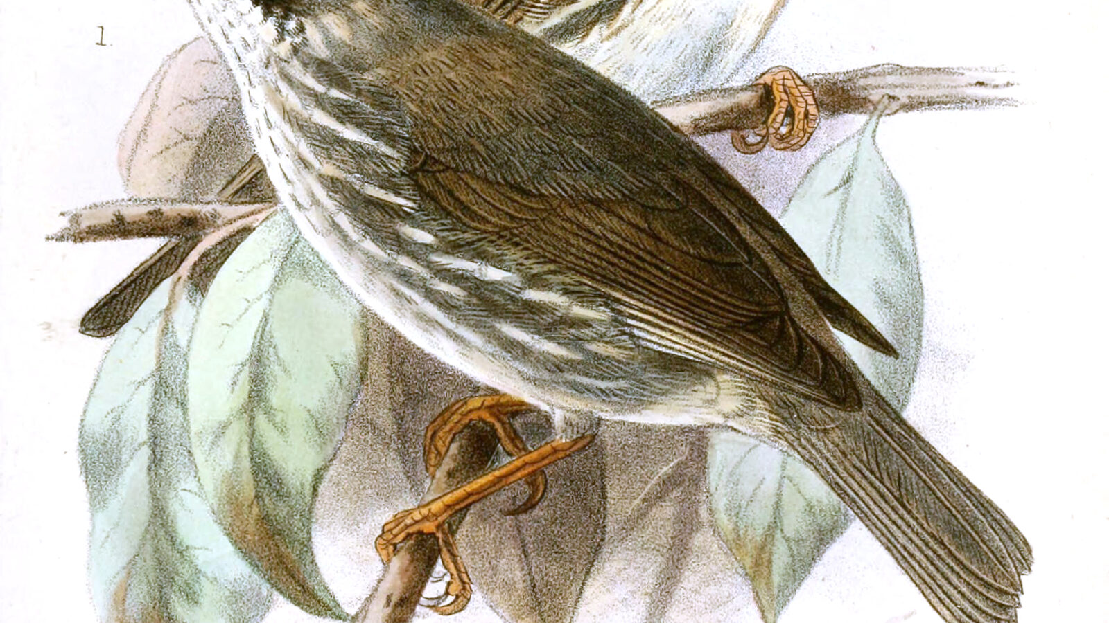 Burmese Yuhina