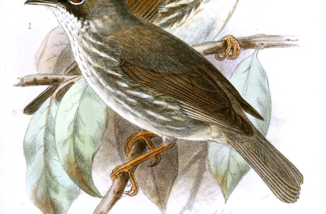 Burmese Yuhina
