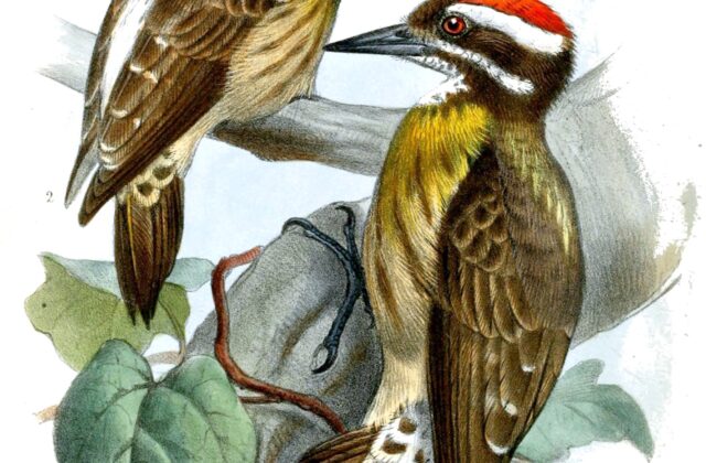 Sulu Pygmy Woodpecker