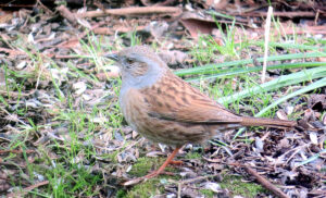 Dunnock
