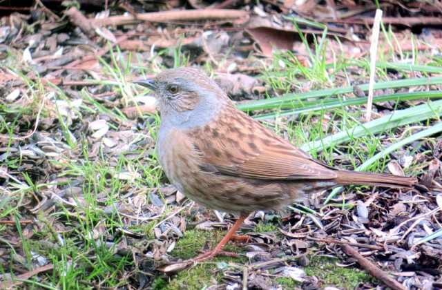 Dunnock