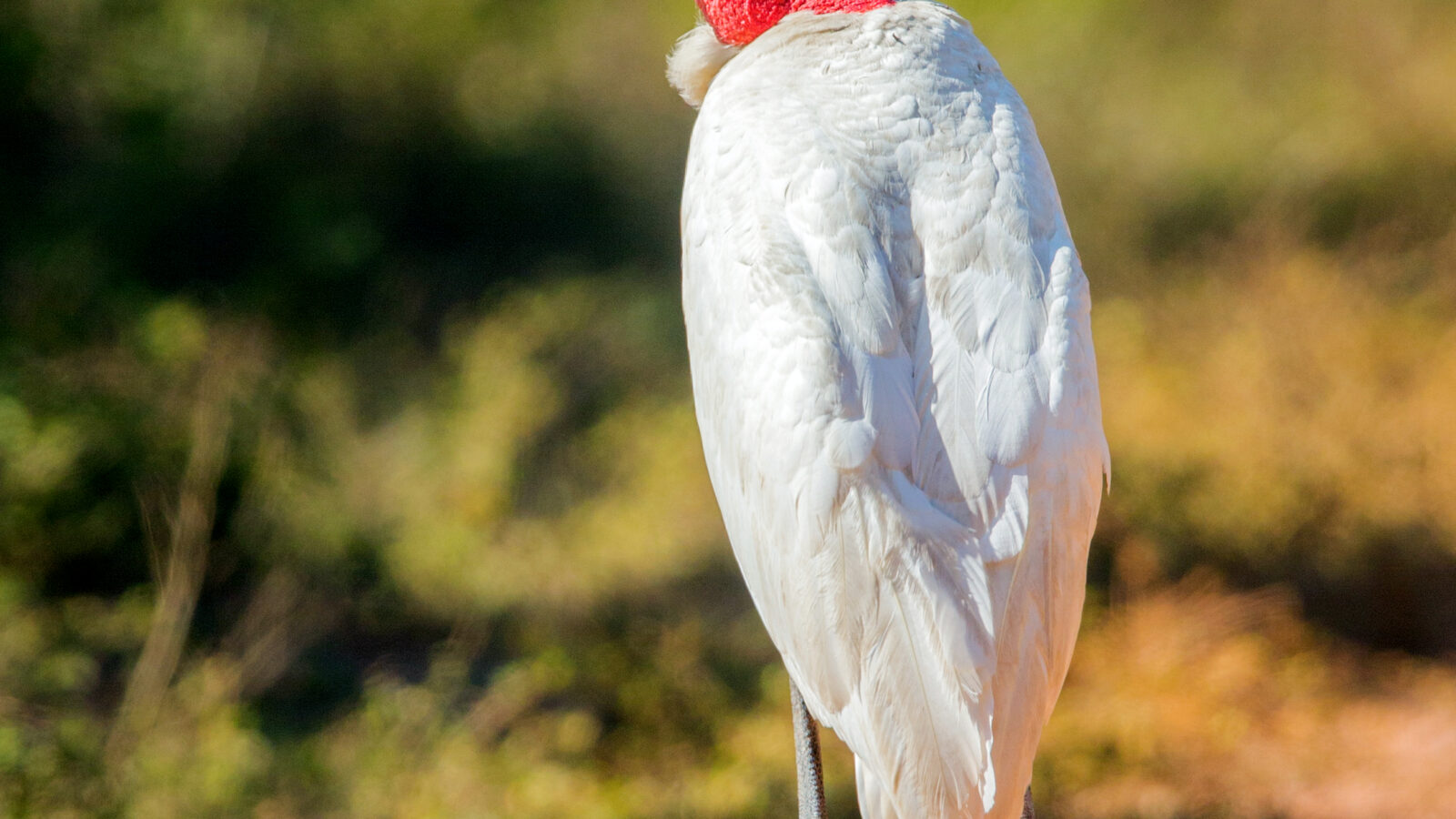 Jabiru