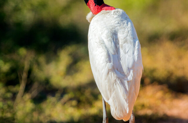 Jabiru
