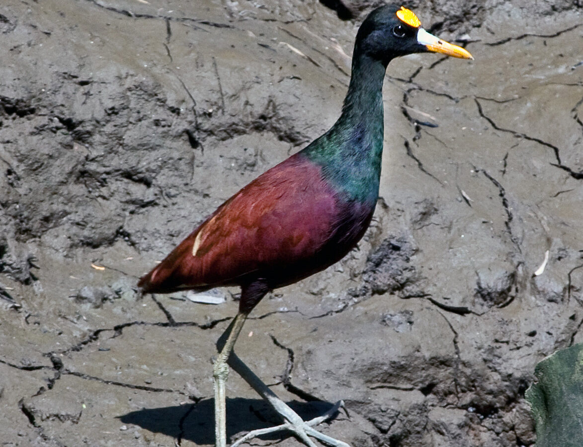 Northern Jacana