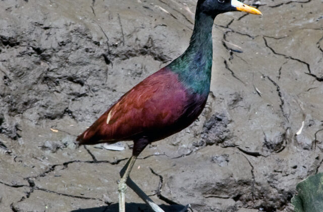 Northern Jacana