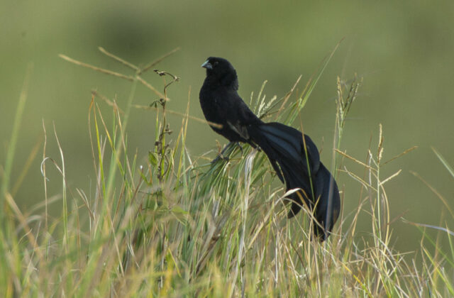 Jackson’s Widowbird