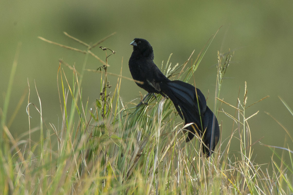 Jackson’s Widowbird