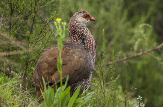 Jackson’s Spurfowl