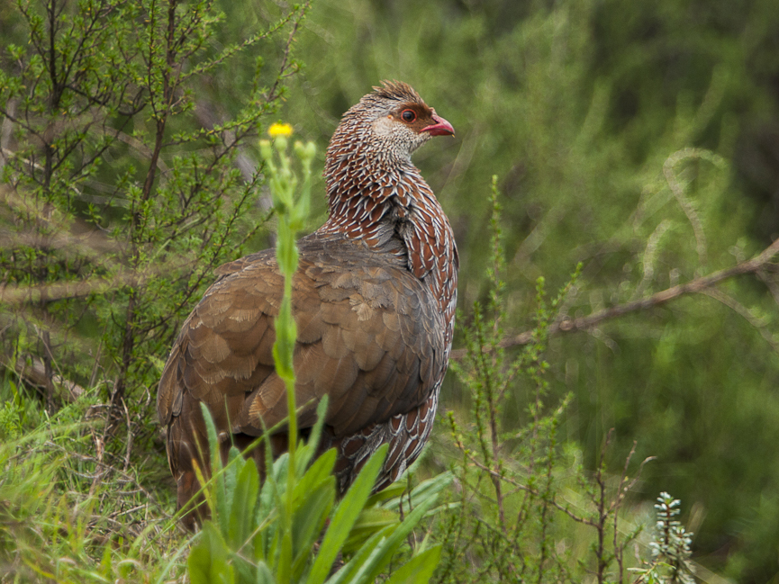 Jackson’s Spurfowl