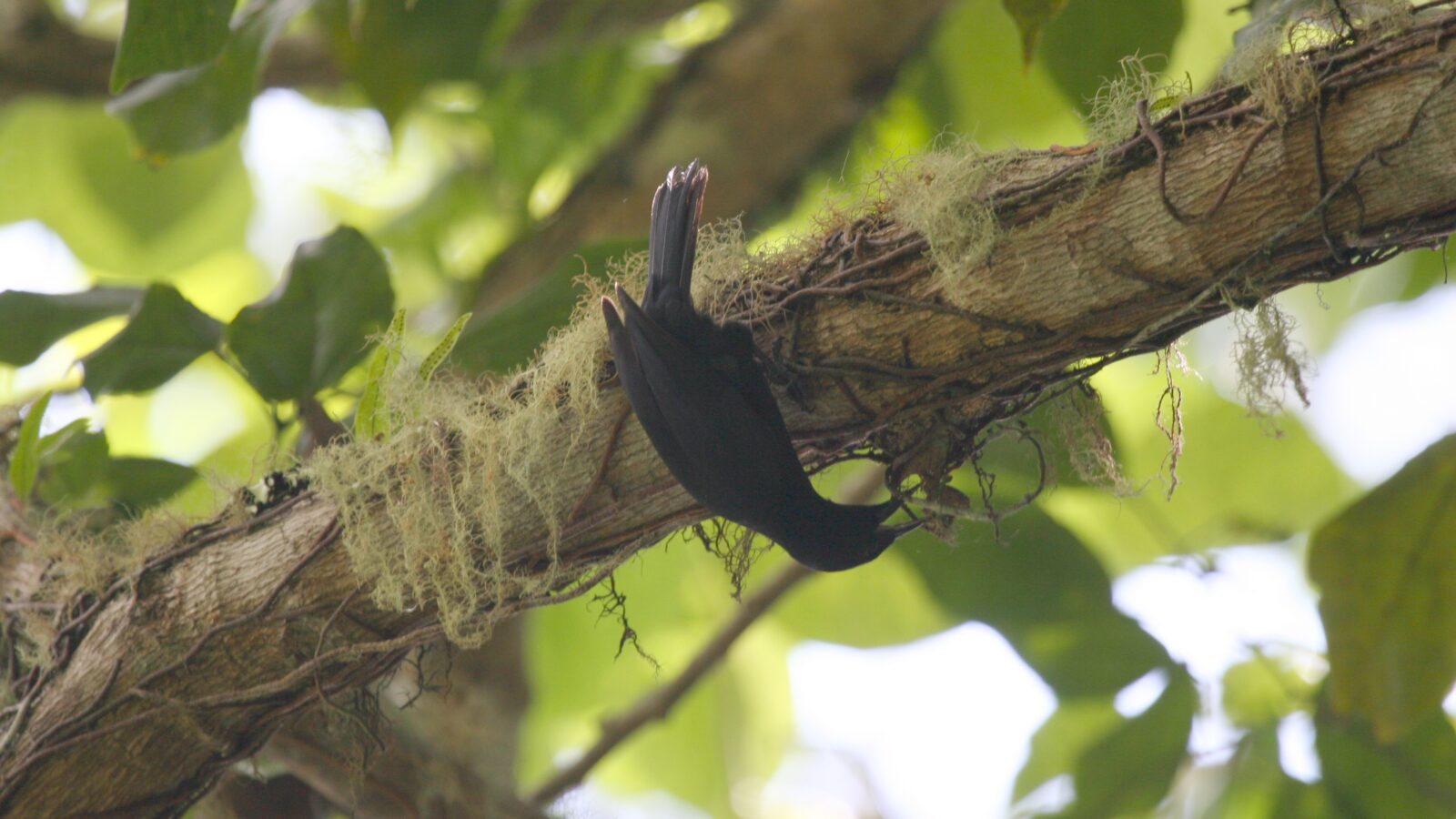 Jamaican Blackbird