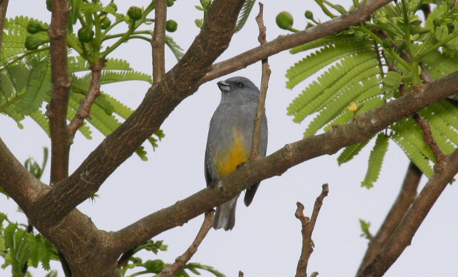 Jamaican Euphonia