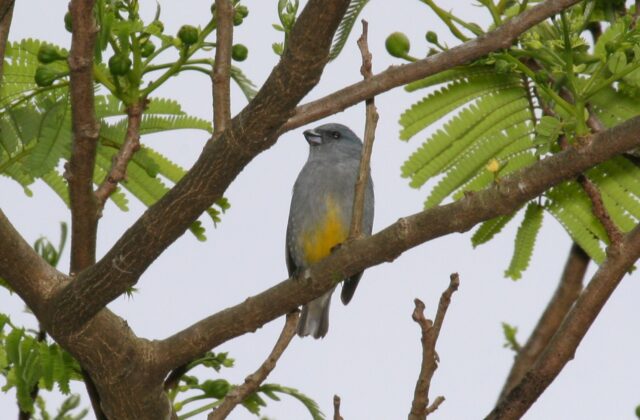 Jamaican Euphonia