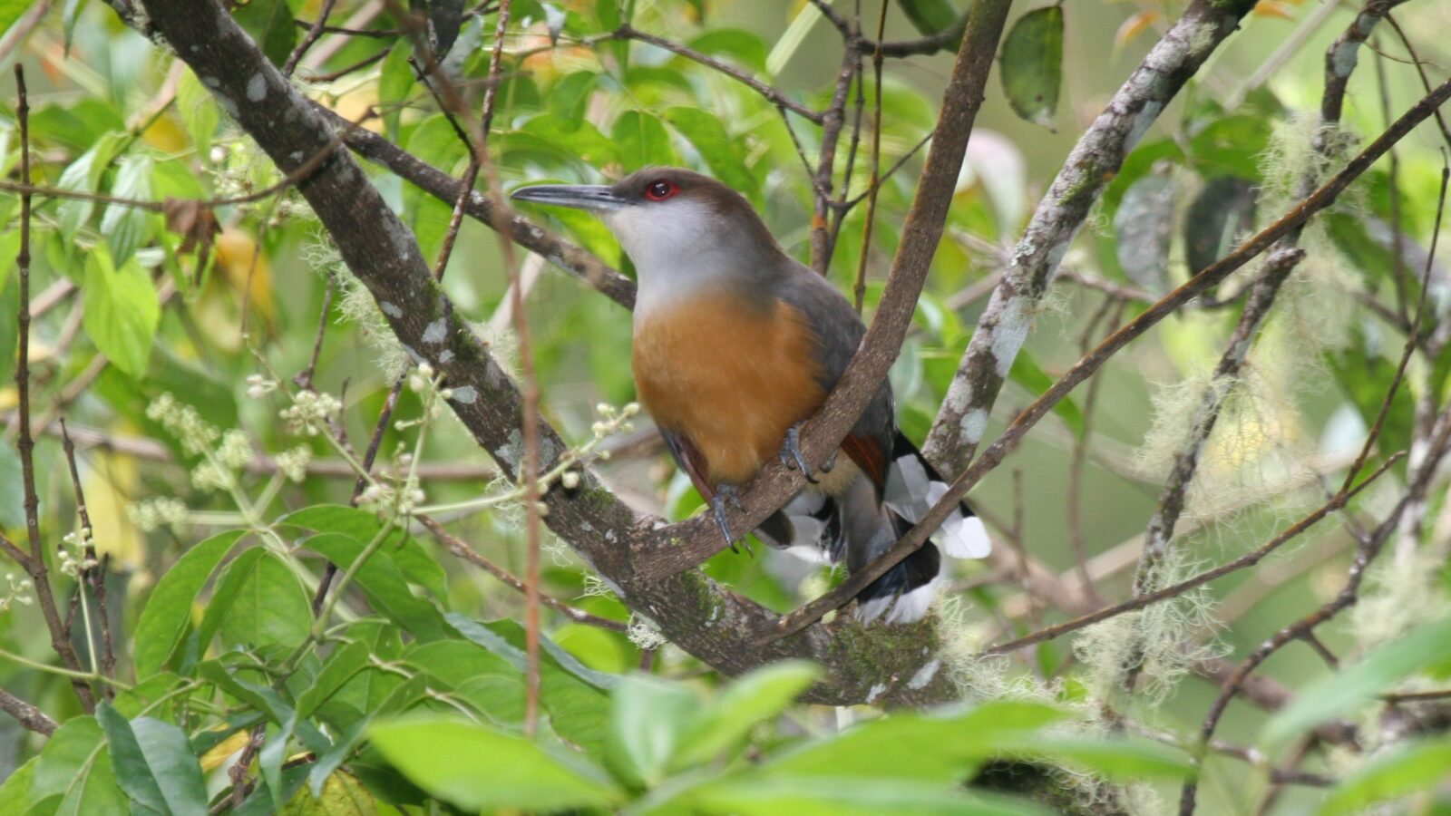 Jamaican Lizard Cuckoo