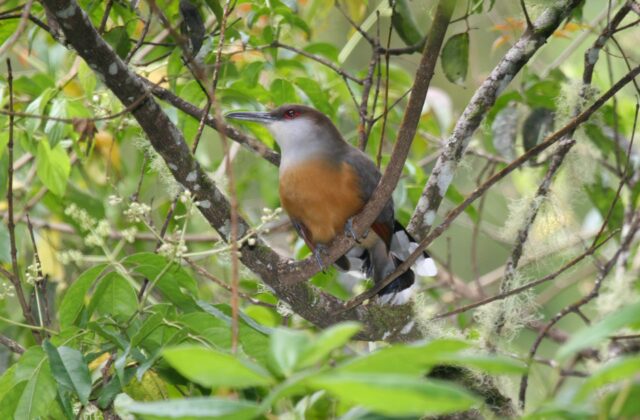 Jamaican Lizard Cuckoo