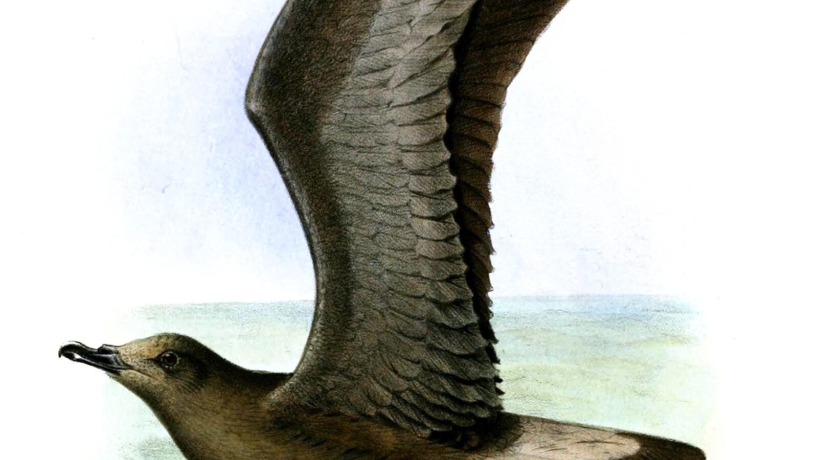 Jamaican Petrel