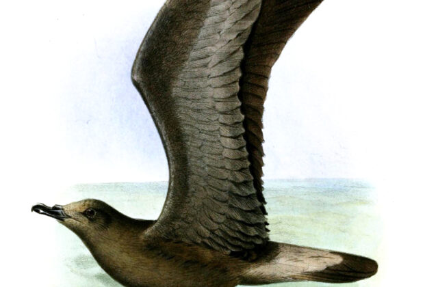 Jamaican Petrel