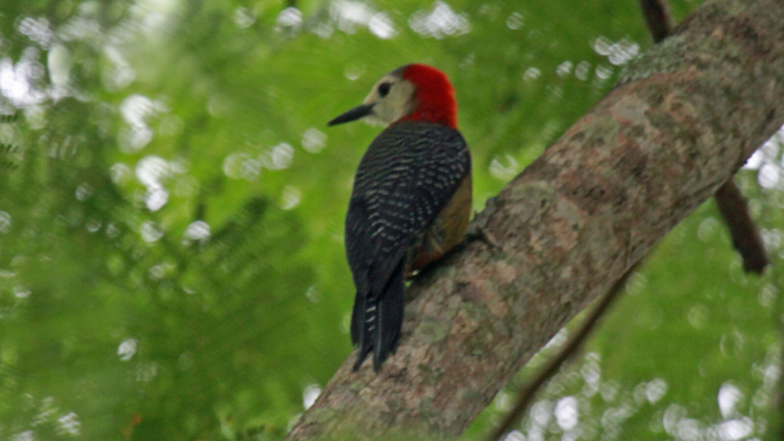 Jamaican Woodpecker