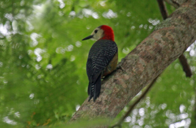 Jamaican Woodpecker