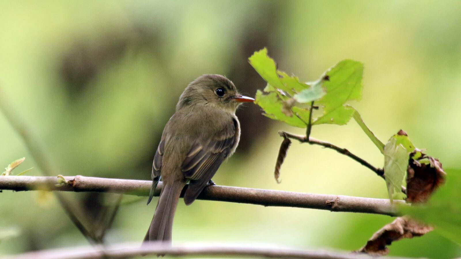 Jamaican Pewee