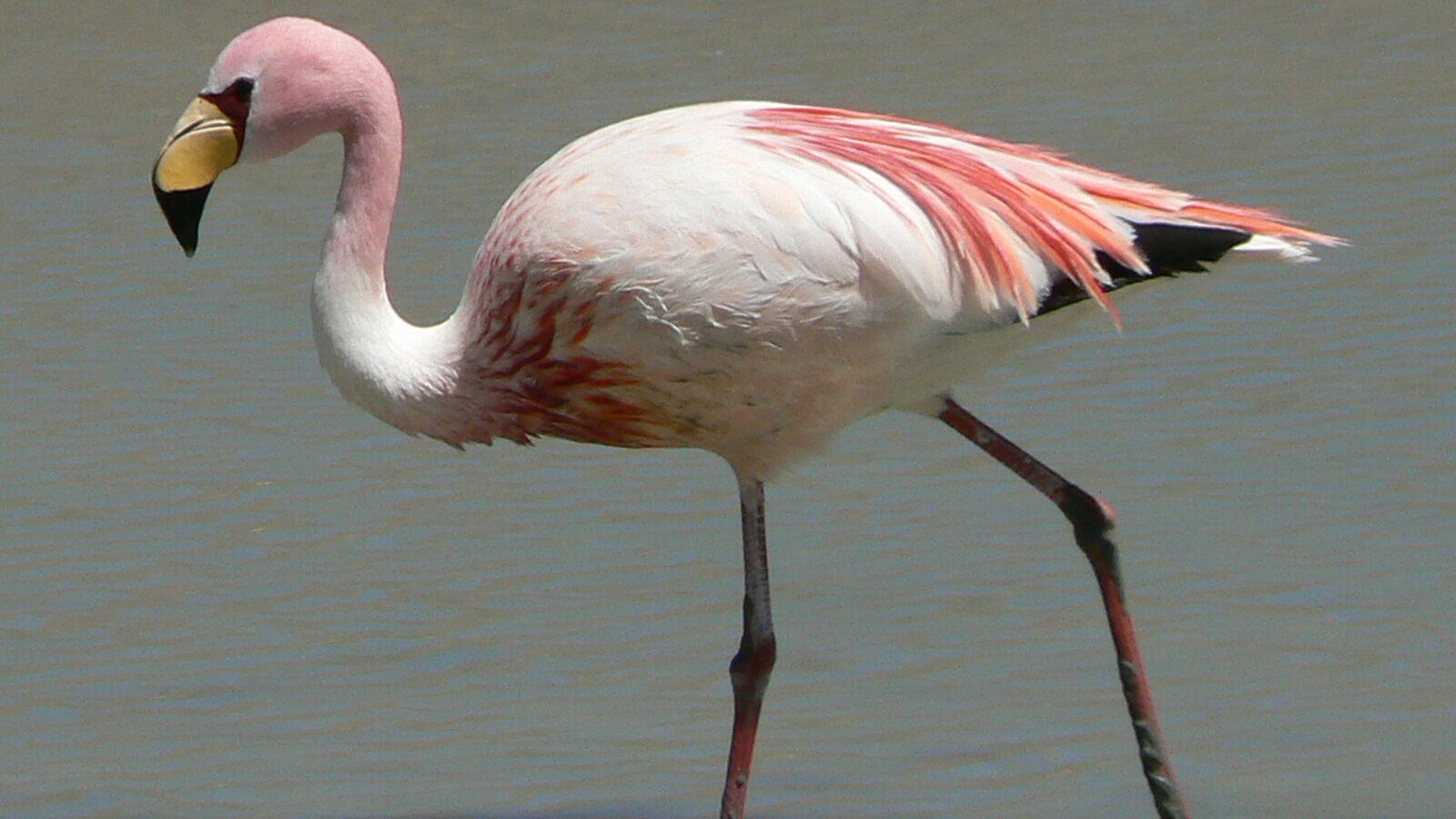 James’s Flamingo