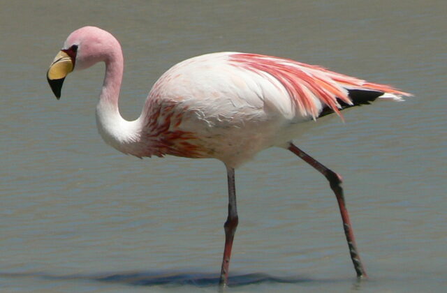 James’s Flamingo