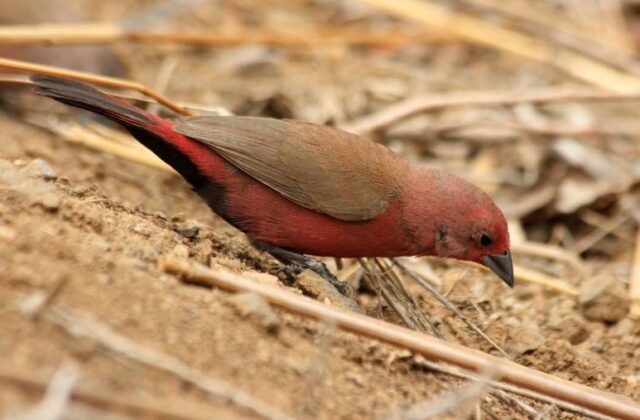 Jameson’s Firefinch