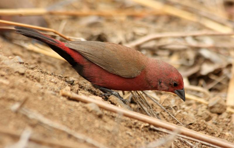 Jameson’s Firefinch