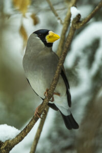 Japanese Grosbeak