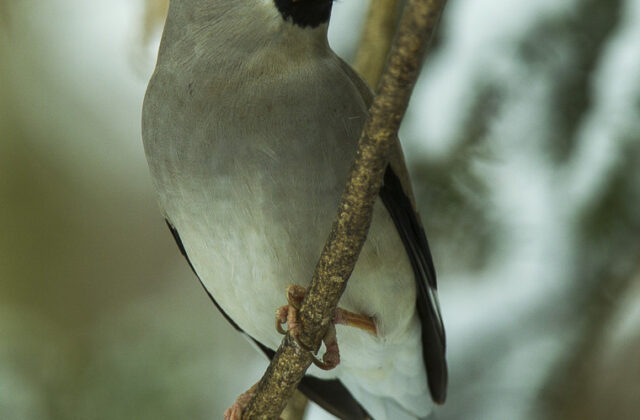 Japanese Grosbeak