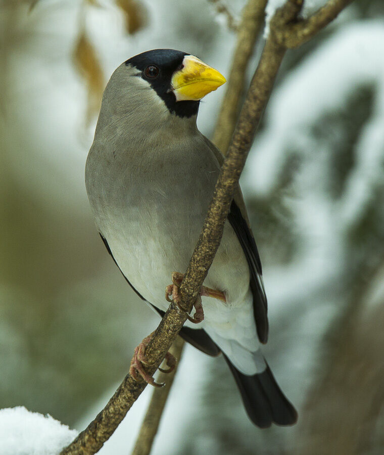 Japanese Grosbeak