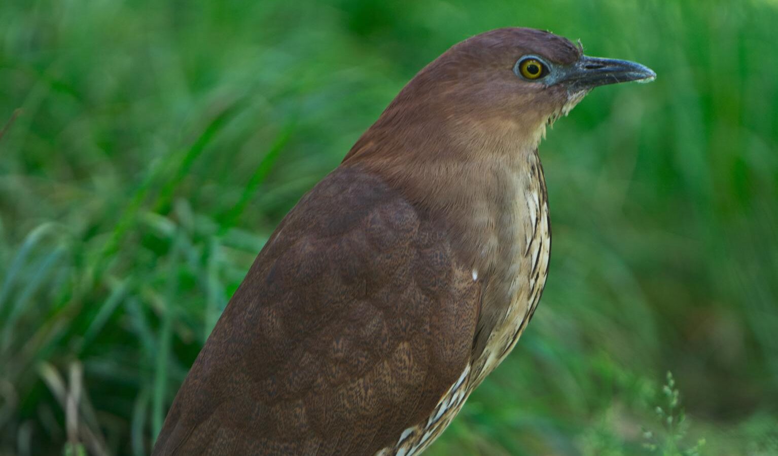 Japanese Night Heron