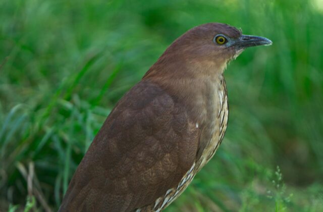Japanese Night Heron