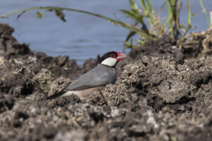 Java Sparrow
