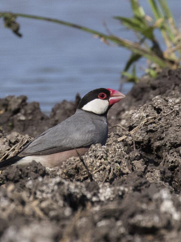 Java Sparrow