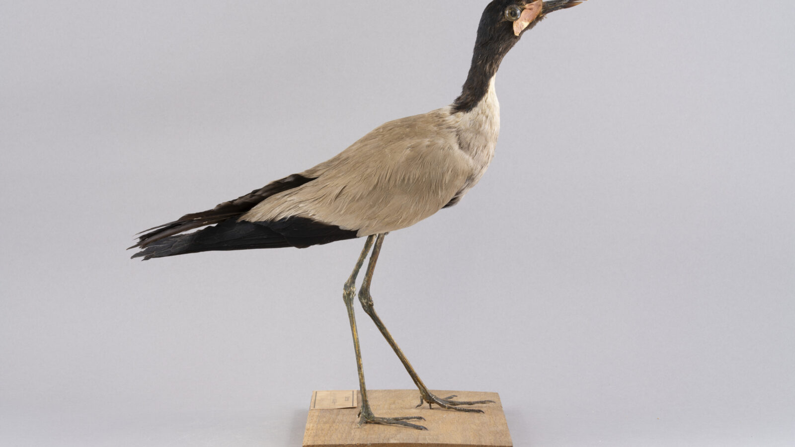 Javan Lapwing