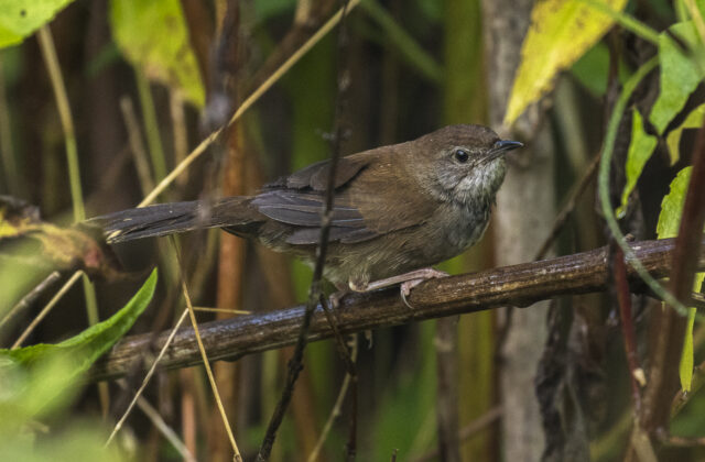 Javan Bush Warbler