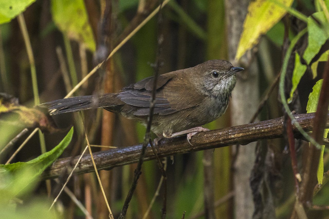 Javan Bush Warbler
