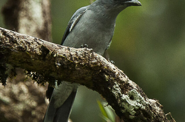 Oriental Cuckooshrike