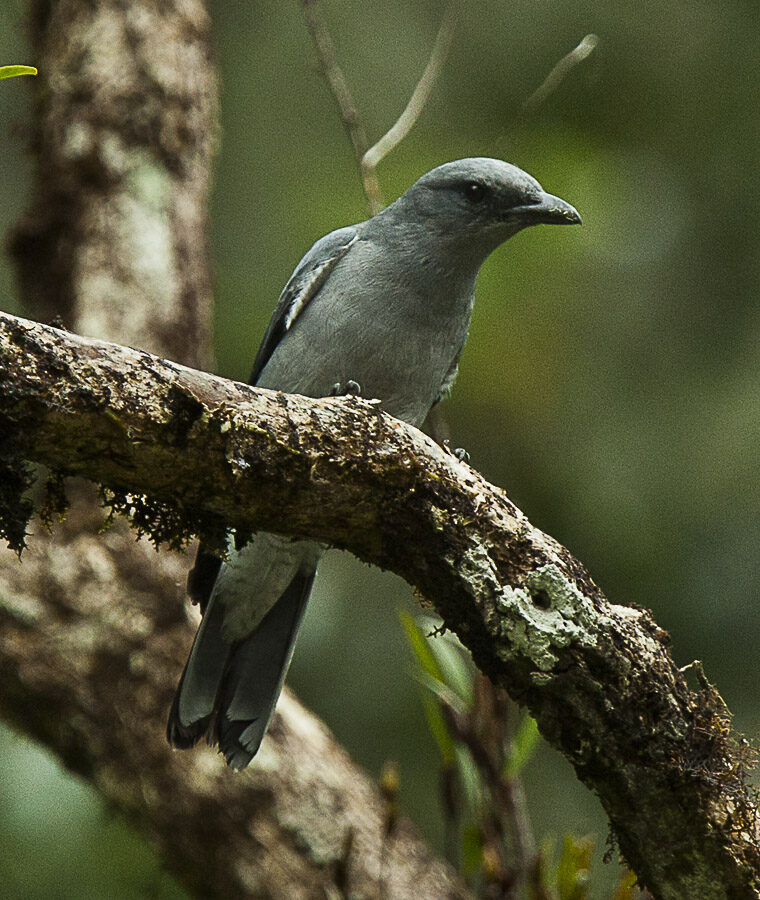 Oriental Cuckooshrike