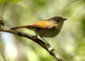 Javan Fulvetta
