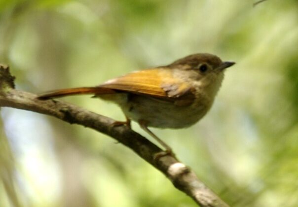 Javan Fulvetta